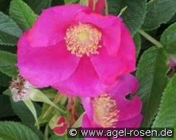 Angelia Eglantine kaufen, click for more details Angelia Eglantine
