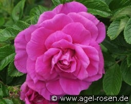 Hansa kaufen, click for more details Hansa