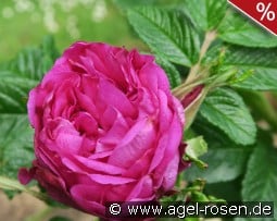 Moje Hammarberg kaufen, click for more details Moje Hammarberg