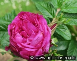 Moje Hammarberg  kaufen, click for more details Moje Hammarberg