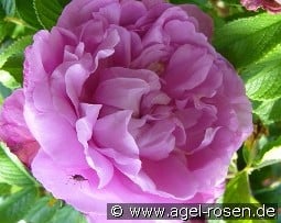 Pink Pavement kaufen, click for more details Pink Pavement