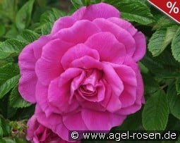 Roseraie de l'Haÿ kaufen, click for more details Roseraie de l'Haÿ