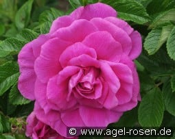 Roseraie de l'Haÿ kaufen, click for more details Roseraie de l'Haÿ