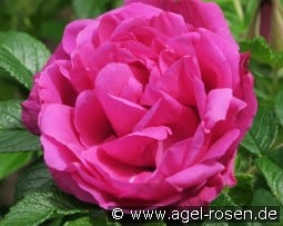 Rote Apart kaufen, click for more details Rote Apart