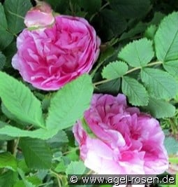 Sweet Adeline kaufen, click for more details Sweet Adeline