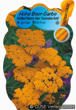 Gold-Schafgarbe kaufen, clicken für mehr Details Gold-Schafgarbe