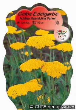 Schafgarbe kaufen, clicken für mehr Details Schafgarbe