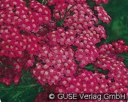 Schafgarbe kaufen, clicken für mehr Details Schafgarbe