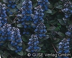 Rotblättriger Günsel kaufen, clicken für mehr Details Rotblättriger Günsel