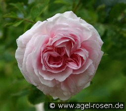 Chloris kaufen, click for more details Chloris