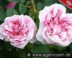 Königin von Dänemark kaufen, click for more details Königin von Dänemark