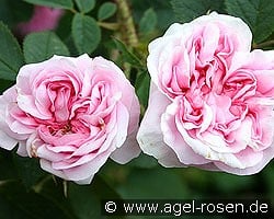 Königin von Dänemark kaufen, click for more details Königin von Dänemark