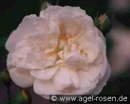 Mme. Plantier kaufen, click for more details Mme. Plantier