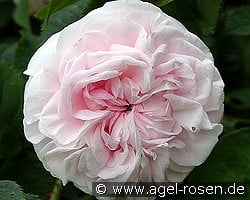 Félicité Parmentier kaufen, clicken für mehr Details Félicité Parmentier