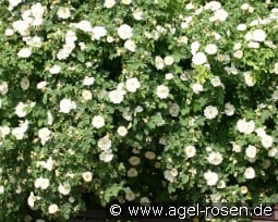 Rosa alba Semiplena kaufen, clicken für mehr Details Rosa alba Semiplena