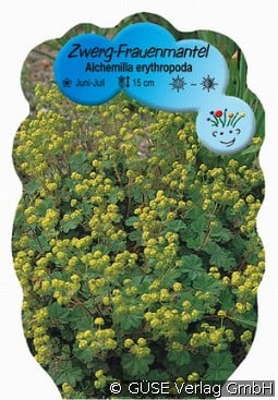 Zwerg-Frauenmantel kaufen, clicken für mehr Details Zwerg-Frauenmantel