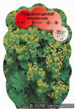 Frauenmantel kaufen, clicken für mehr Details Frauenmantel