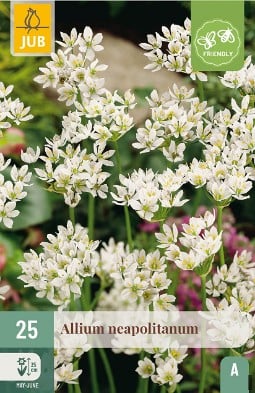 Allium Neapolitanum kaufen, clicken für mehr Details Allium Neapolitanum