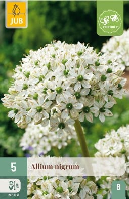 Allium Nigrum kaufen, clicken für mehr Details Allium Nigrum