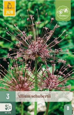 Allium Schubertii kaufen, clicken für mehr Details Allium Schubertii