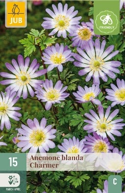 Anemone Blanda Charmer kaufen, clicken für mehr Details Anemone Blanda Charmer