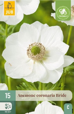 Anemone coronaria Bride kaufen, clicken für mehr Details Anemone coronaria Bride