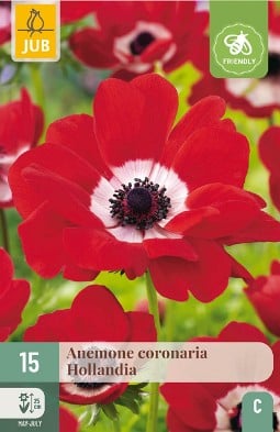 Anemone coronaria Hollandia kaufen, clicken für mehr Details Anemone coronaria Hollandia