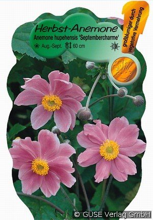 Herbst-Anemone kaufen () – Anemone hupehensis 'Septembercharme'