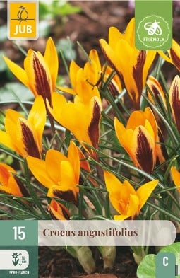 Angustifolius kaufen, clicken für mehr Details Angustifolius