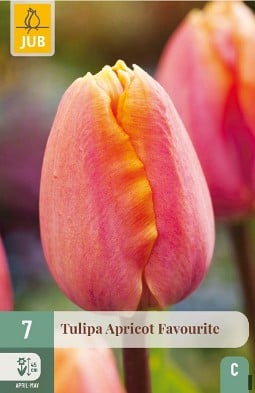 Apricot Favourite kaufen, clicken für mehr Details Apricot Favourite