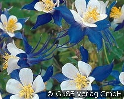 Langspornige Akelei kaufen, clicken für mehr Details Langspornige Akelei