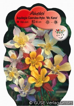 Akelei kaufen, clicken für mehr Details Akelei
