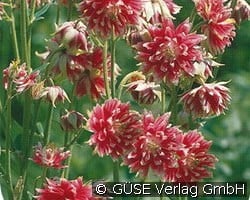 Gefüllte Akelei kaufen, clicken für mehr Details Gefüllte Akelei