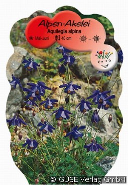 Alpen-Akelei kaufen, clicken für mehr Details Alpen-Akelei