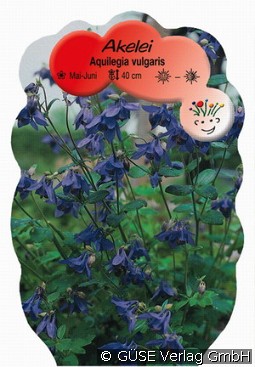 Gewöhnliche Akelei kaufen, clicken für mehr Details Gewöhnliche Akelei