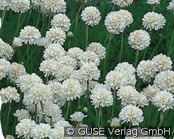 Grasnelke kaufen, clicken für mehr Details Grasnelke