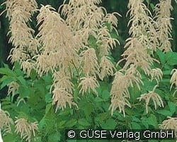 Wald-Geißbart kaufen, clicken für mehr Details Wald-Geißbart