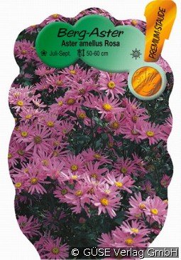 Berg-Aster 'Rosa Erfüllung'