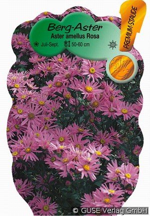 Berg-Aster 'Rosa Erfüllung'