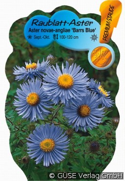 Raublatt-Aster 'Barrs Blue' kaufen, clicken für mehr Details Raublatt-Aster 'Barrs Blue'