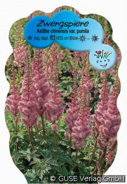 Zwerg-Spiere kaufen, click for more details Zwerg-Spiere