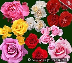 10 Beetrosen gemischt kaufen, clicken für mehr Details 10 Beetrosen gemischt