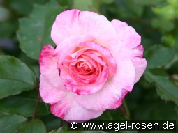 Abigaile kaufen, clicken für mehr Details Abigaile