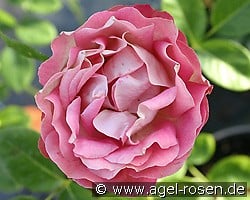 Acropolis kaufen, clicken für mehr Details Acropolis