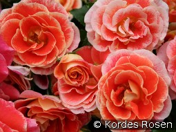 Airbrush kaufen, clicken für mehr Details Airbrush