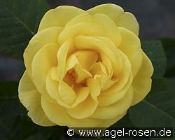 Akzent kaufen, clicken für mehr Details Akzent