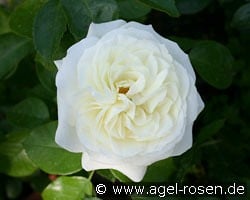 Alabaster kaufen, clicken für mehr Details Alabaster