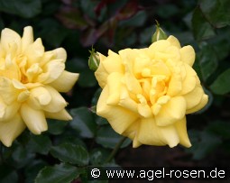 Allgold kaufen, clicken für mehr Details Allgold