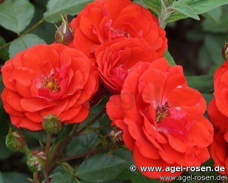 Rose ‘Allotria‘ (2-Liter Topf)