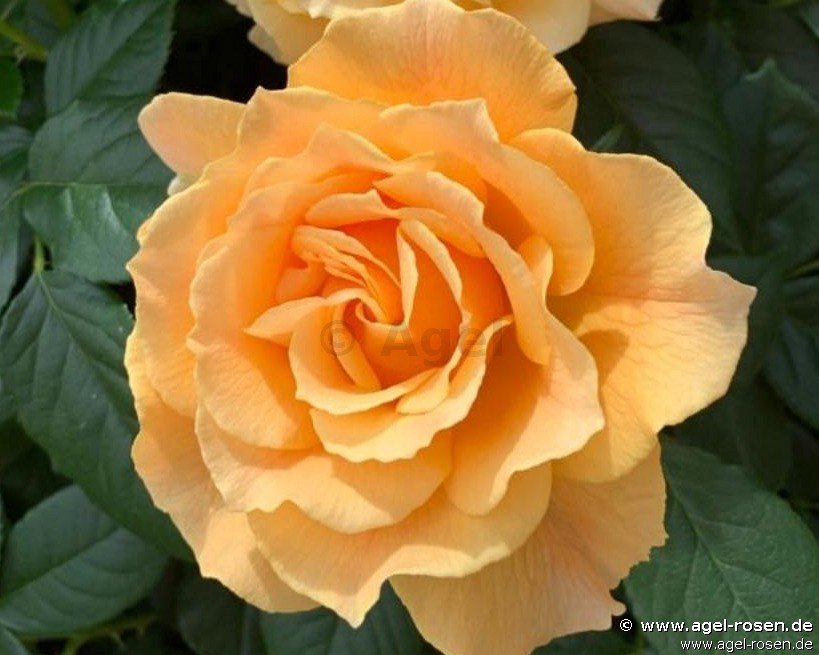 Rose ‘Alpina syn. Henriette Barnett‘ (wurzelnackte Rose)
